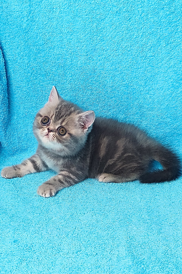Sapphire | Exotic Shorthair Kitten