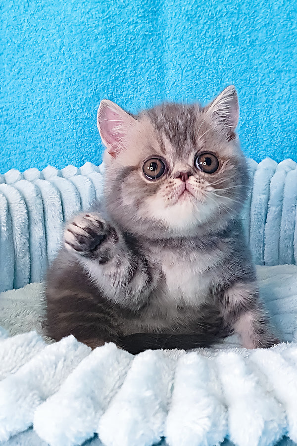 Sapphire | Exotic Shorthair Kitten