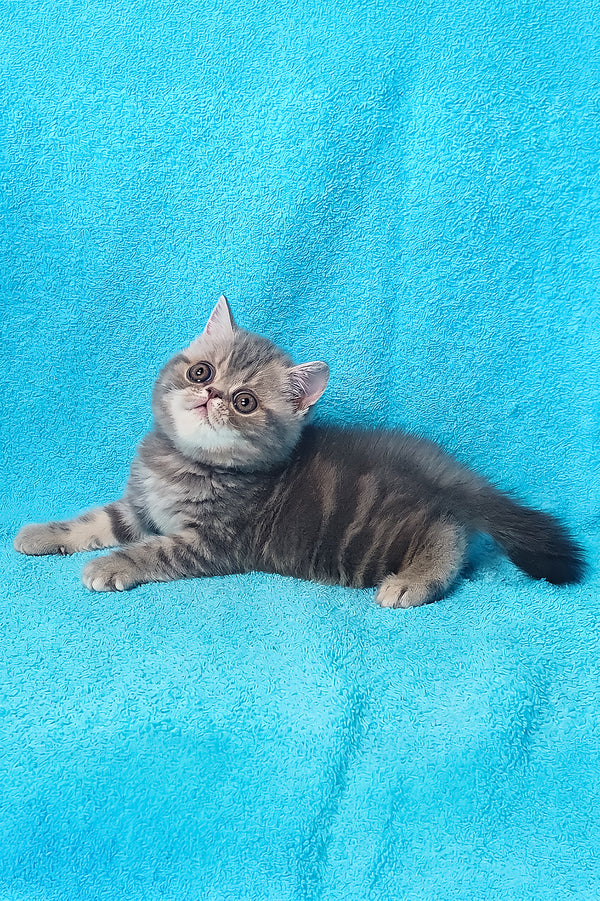 Sapphire | Exotic Shorthair Kitten