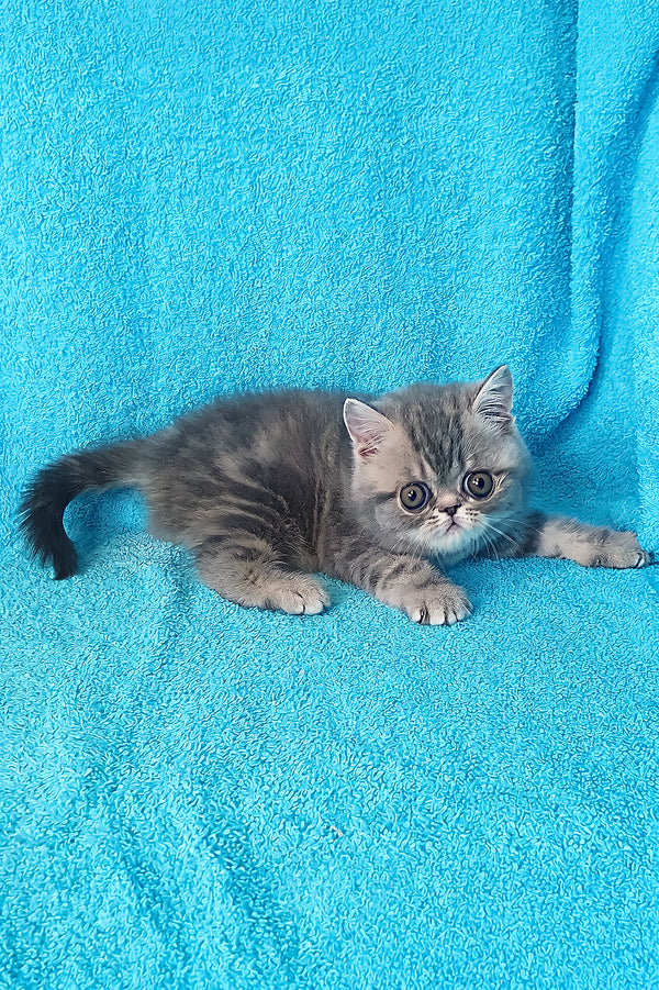 Sapphire | Exotic Shorthair Kitten