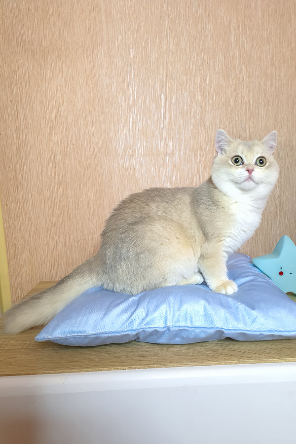 Sapphire | British Shorthair Kitten