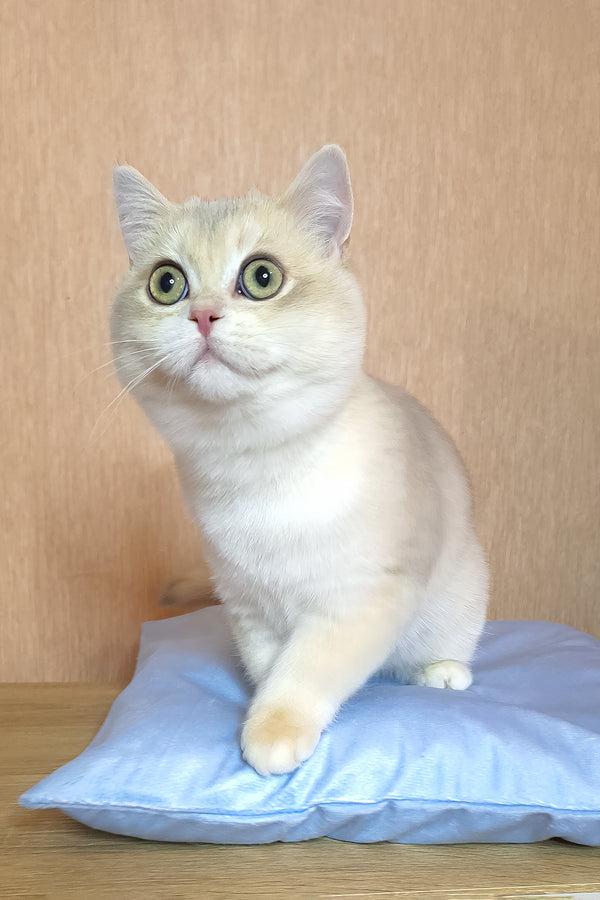 Sapphire | British Shorthair Kitten