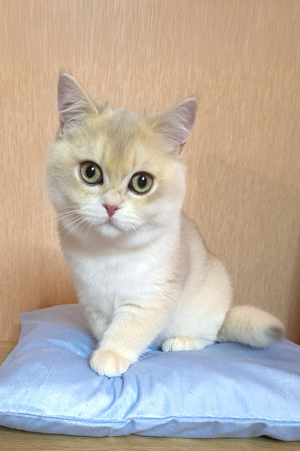 Sapphire | British Shorthair Kitten
