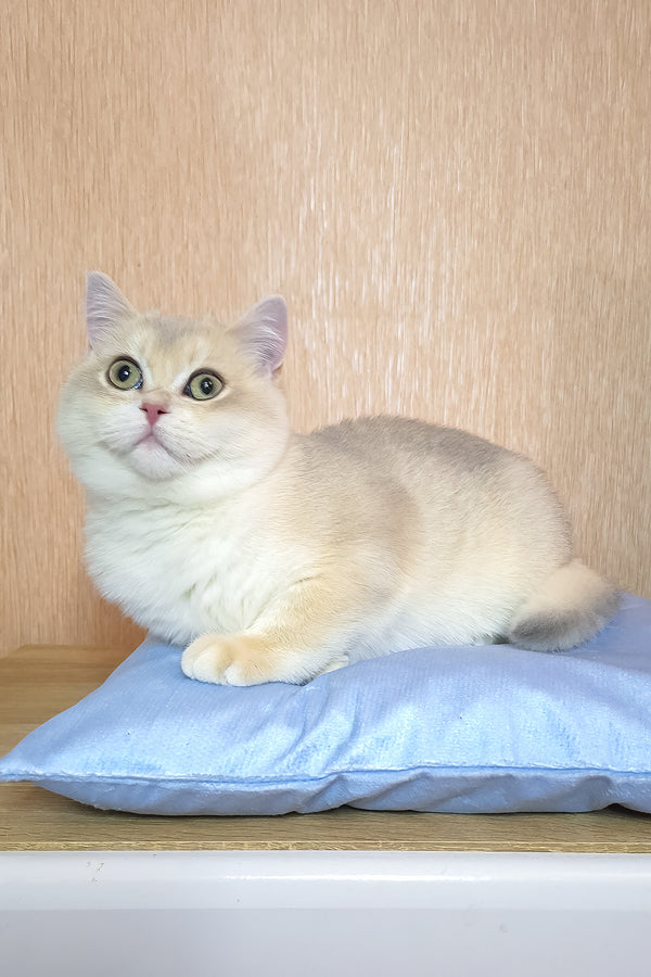 Sapphire | British Shorthair Kitten