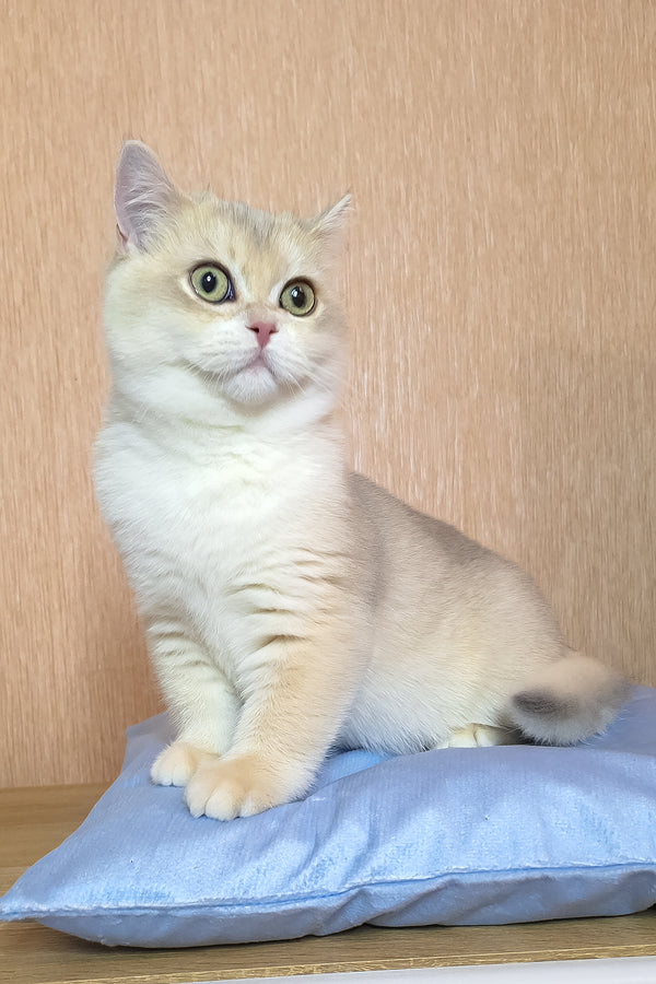 Sapphire | British Shorthair Kitten