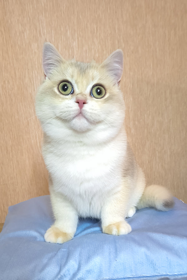 Sapphire | British Shorthair Kitten