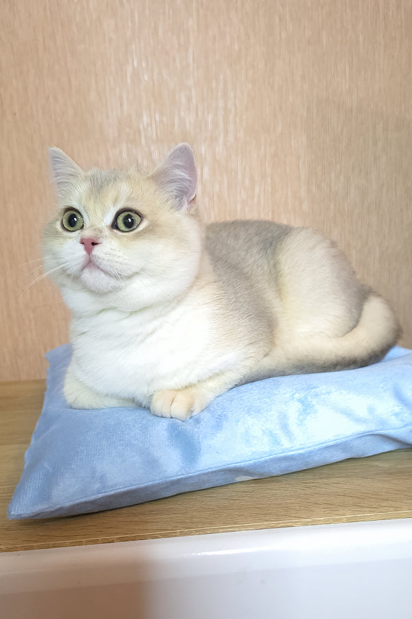 Sapphire | British Shorthair Kitten