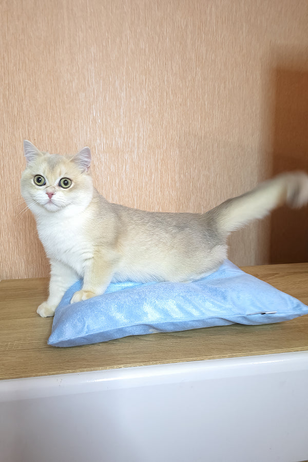 Sapphire | British Shorthair Kitten