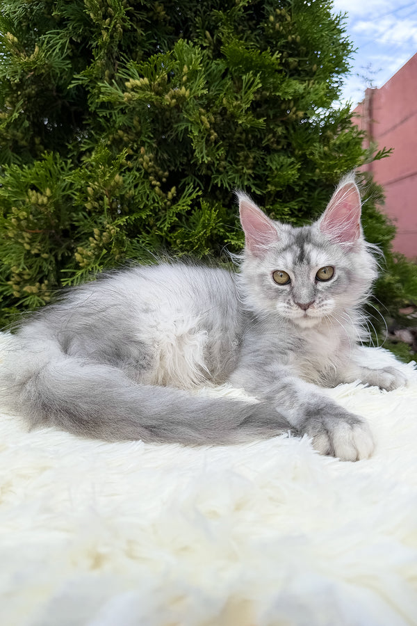 Sara | Maine Coon Kitten