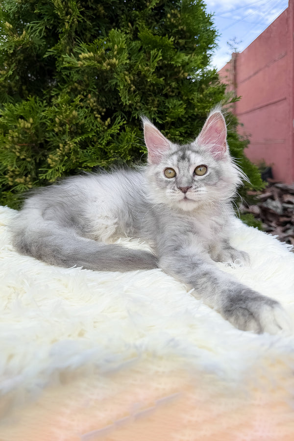 Sara | Maine Coon Kitten