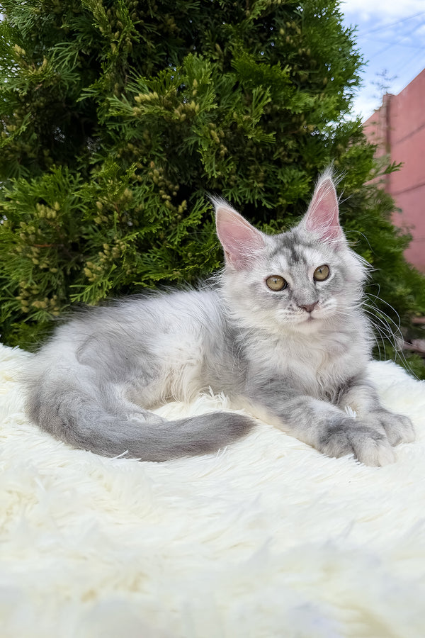 Sara | Maine Coon Kitten