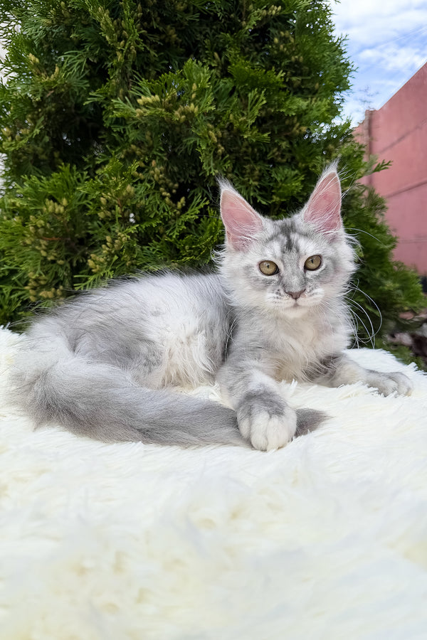 Sara | Maine Coon Kitten