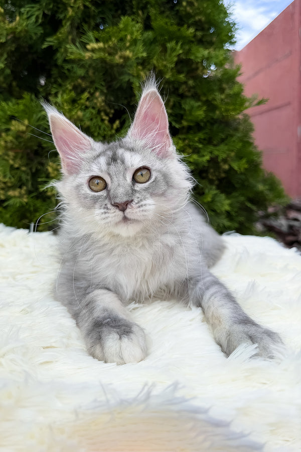 Sara | Maine Coon Kitten