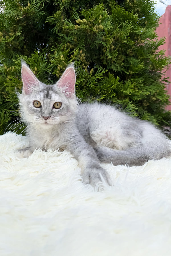 Sara | Maine Coon Kitten