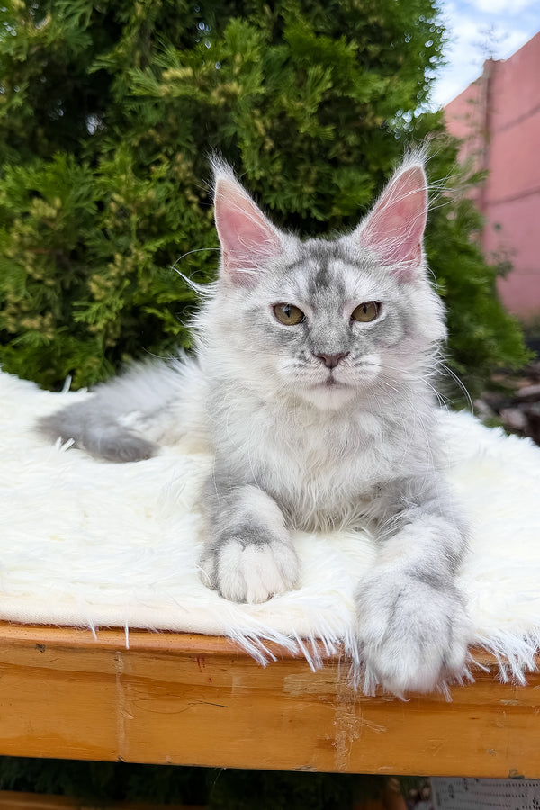 Sara | Maine Coon Kitten