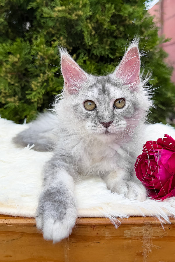 Sara | Maine Coon Kitten