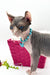 Sara | Elf Sphynx Kitten