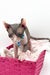 Sara | Elf Sphynx Kitten