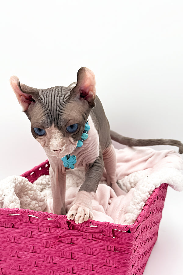 Sara | Elf Sphynx Kitten
