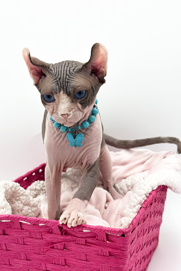 Sara | Elf Sphynx Kitten
