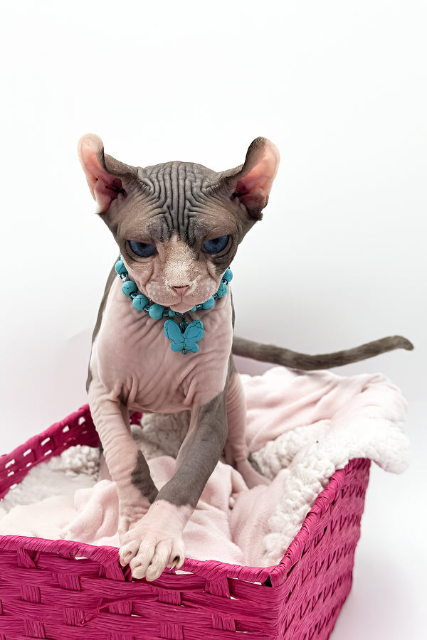 Sara | Elf Sphynx Kitten