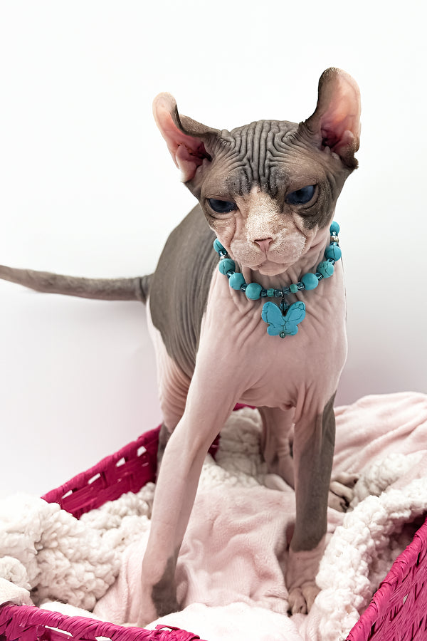 Sara | Elf Sphynx Kitten
