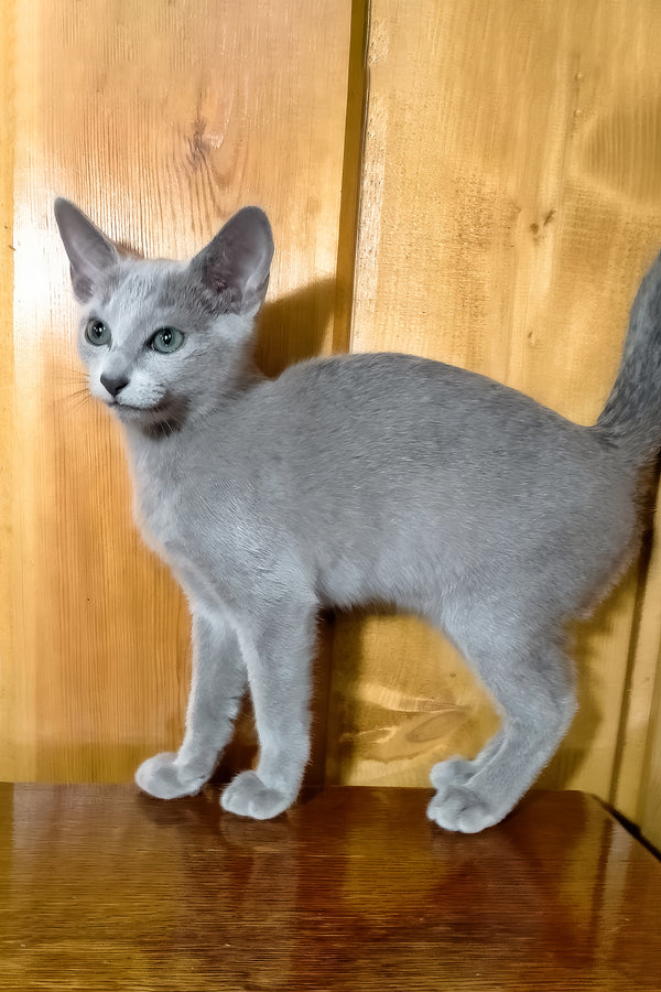 Saruman | Russian Blue Kitten