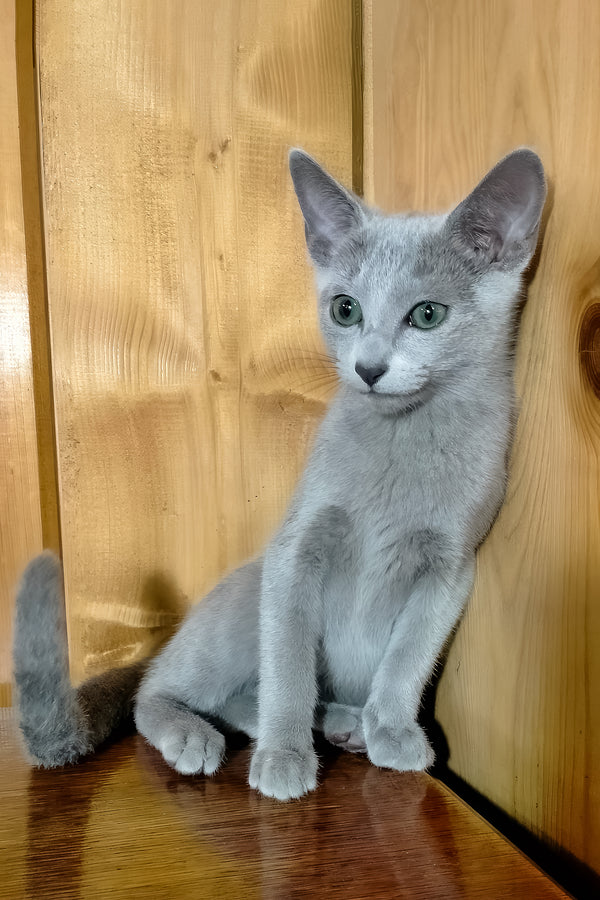 Saruman | Russian Blue Kitten