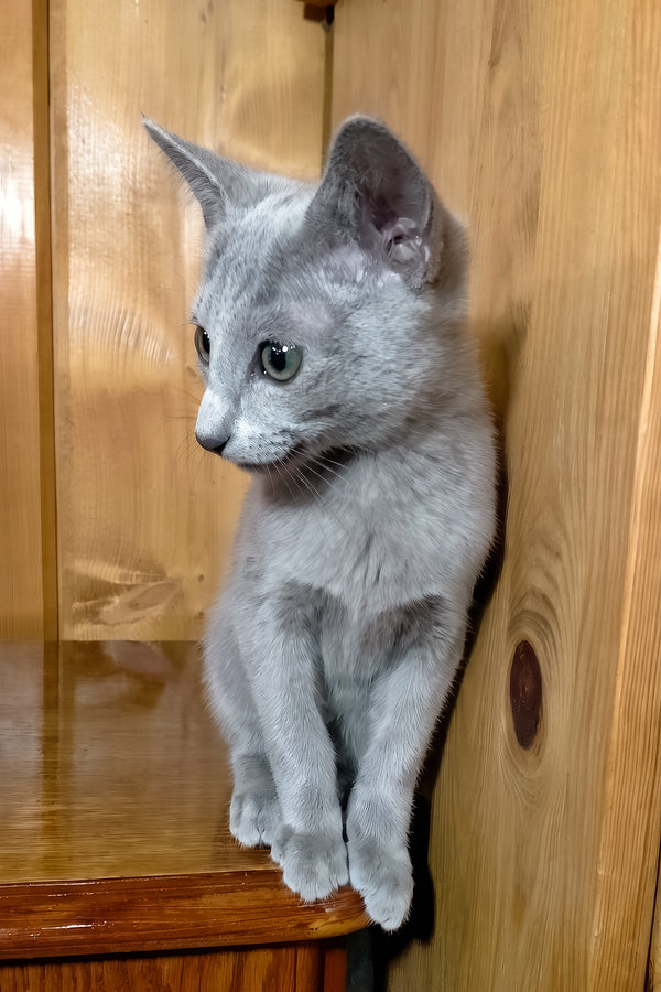 Saruman | Russian Blue Kitten