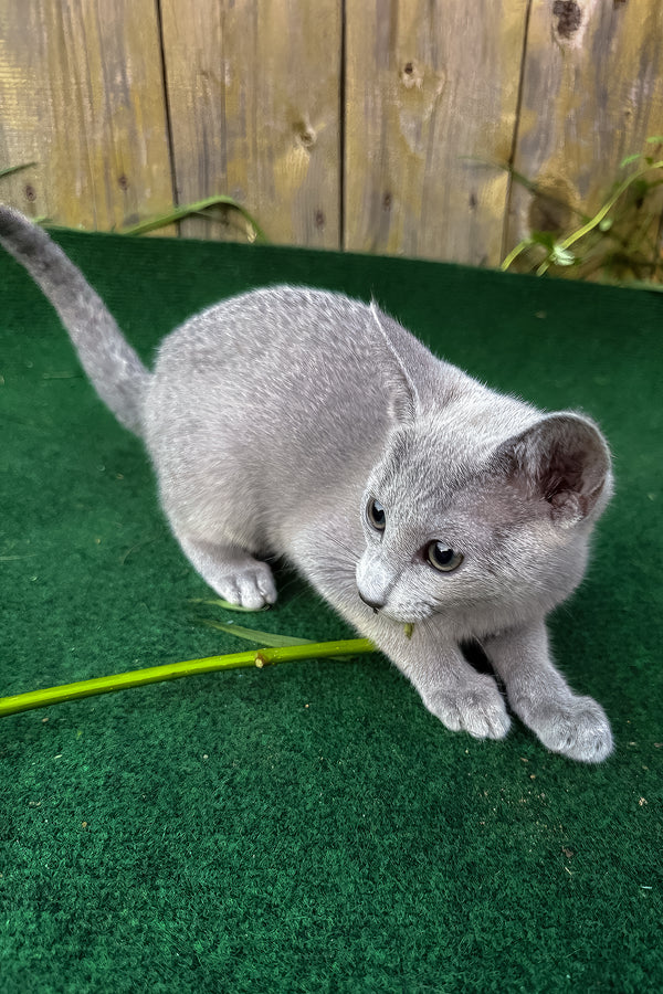 Saruman | Russian Blue Kitten