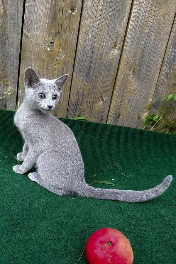 Saruman | Russian Blue Kitten