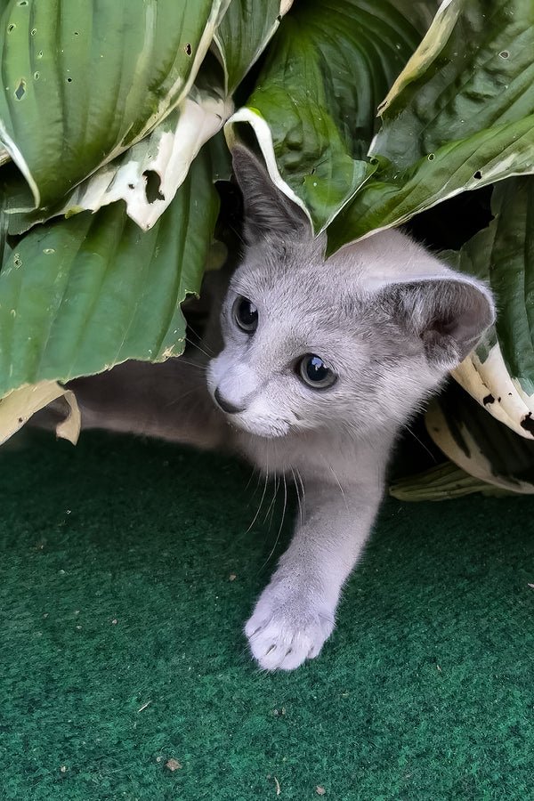 Saruman | Russian Blue Kitten
