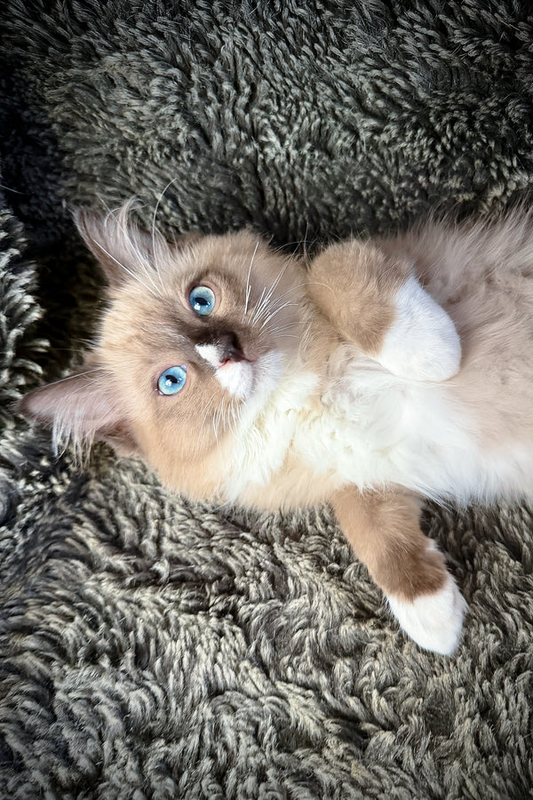 Davinci | Cherubim Ragdoll Kitten