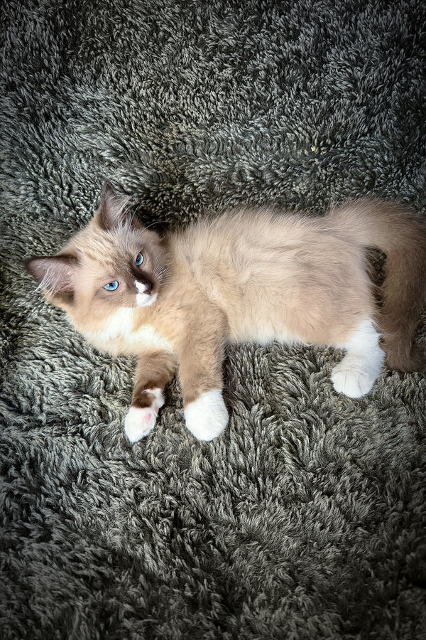 Davinci | Cherubim Ragdoll Kitten