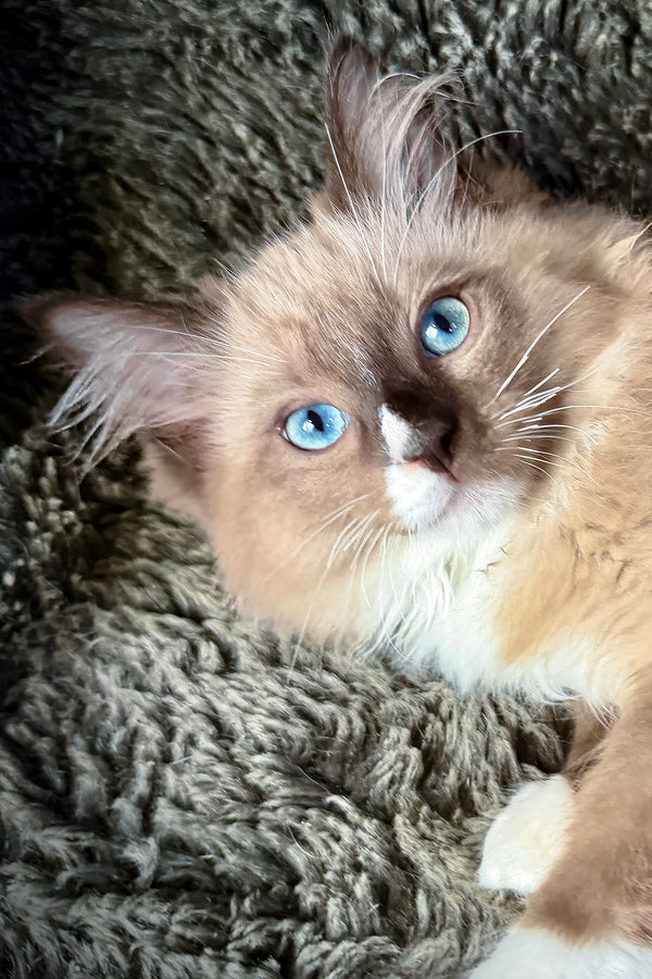 Davinci | Cherubim Ragdoll Kitten