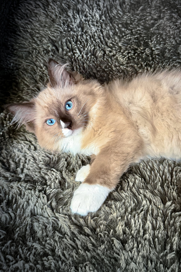 Davinci | Cherubim Ragdoll Kitten
