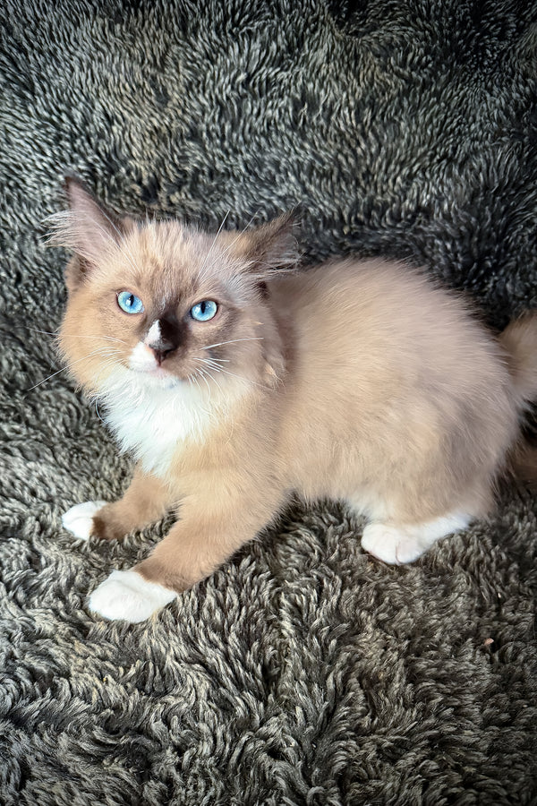 Davinci | Cherubim Ragdoll Kitten