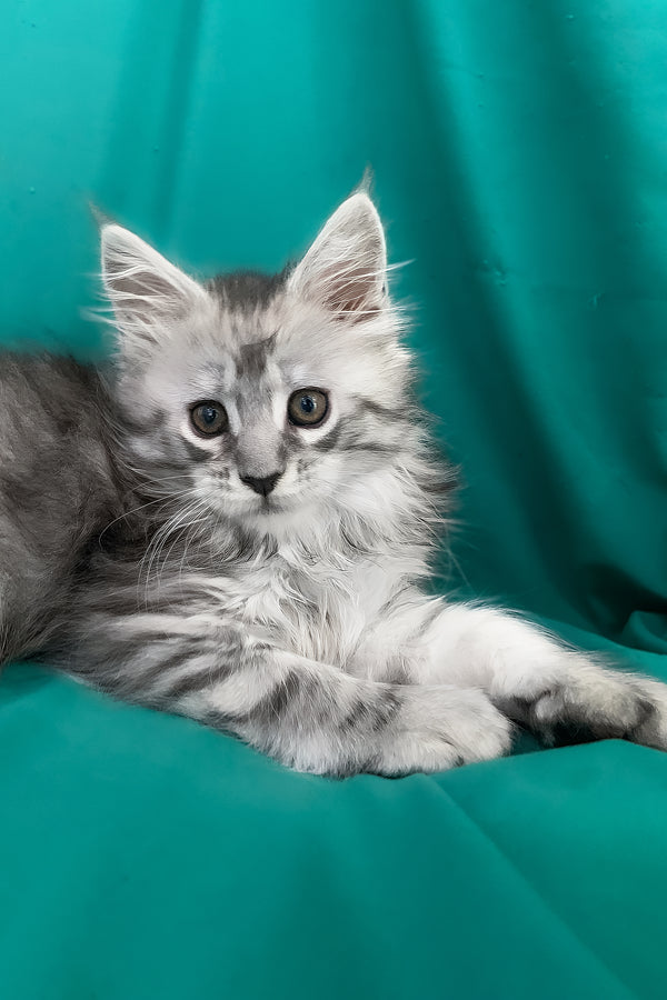 Seacreast | Maine Coon Kitten