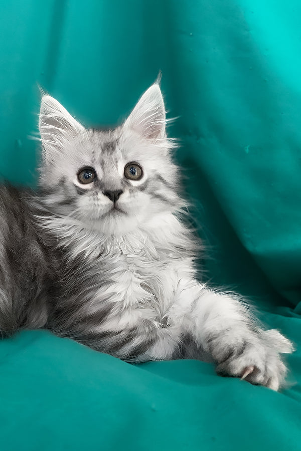 Seacreast | Maine Coon Kitten