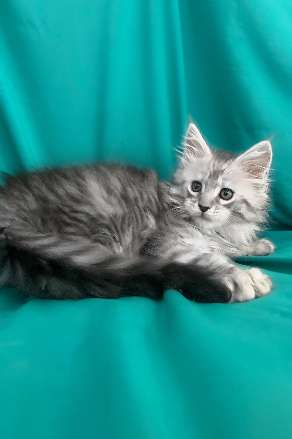 Seacreast | Maine Coon Kitten