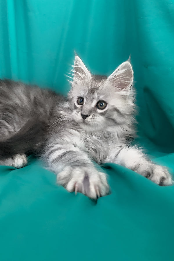 Seacreast | Maine Coon Kitten