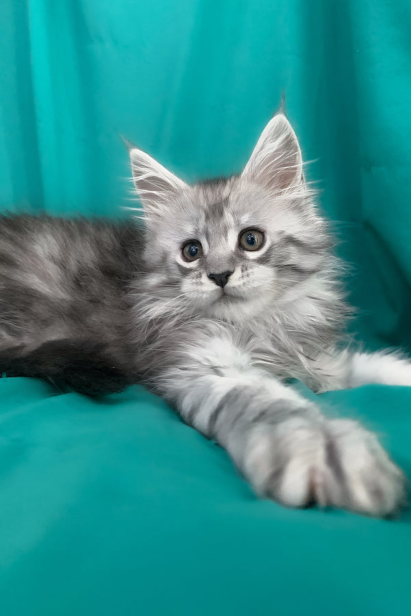 Seacreast | Maine Coon Kitten