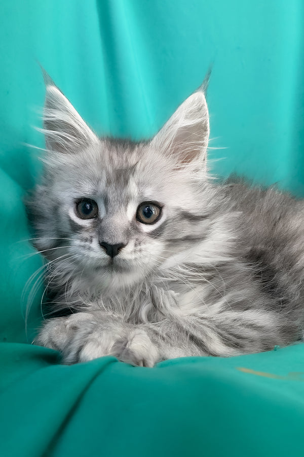 Seacreast | Maine Coon Kitten