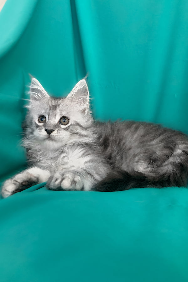 Seacreast | Maine Coon Kitten