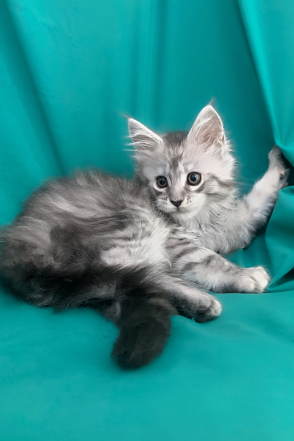 Seacreast | Maine Coon Kitten