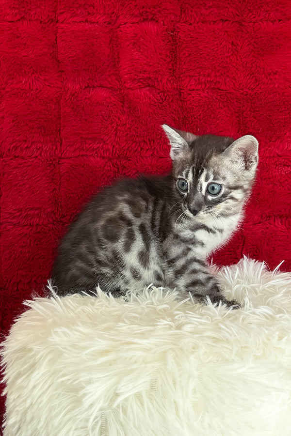 Sebastian | Bengal Kitten