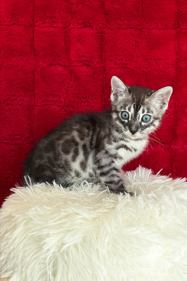 Sebastian | Bengal Kitten