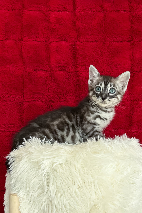 Sebastian | Bengal Kitten