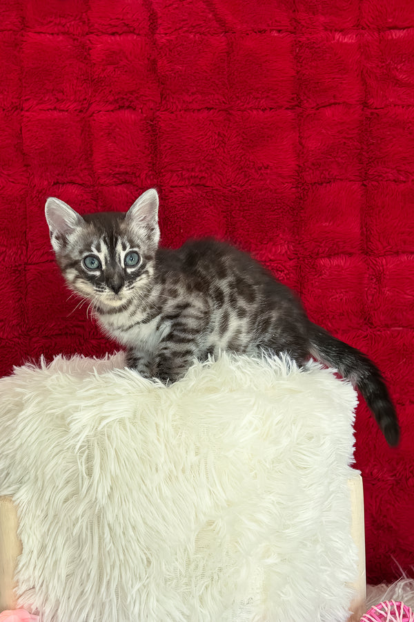 Sebastian | Bengal Kitten