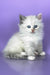 Selena | Siberian Kitten
